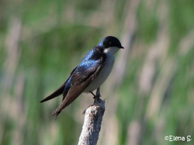 Hirondelle bicolore / Tree Swallow _2360a_1.jpg