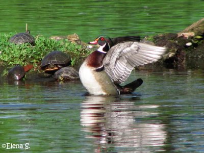 Canard branchu / Wood duck (pair) _2982.jpg