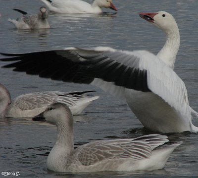 Oie des neiges / Snow Goose _6570.jpg