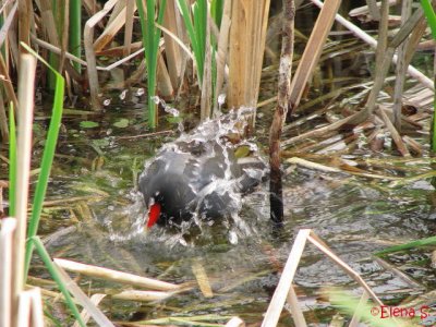 Gallinule poule-d'eau / Common Moorhen-3832.jpg