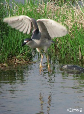 Bihoreau gris / Black-crowned night-heron - 1660.jpg