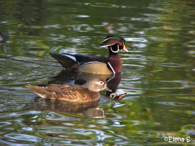 Canard branchu / Wood duck  - 0800.jpg