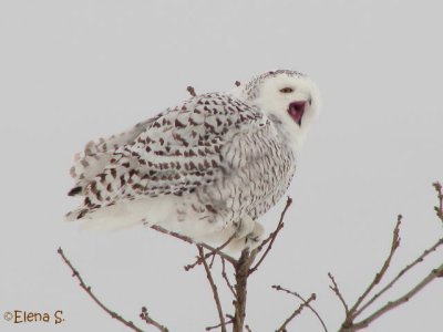 Harfang des neiges/Snowy Owl - 2757
