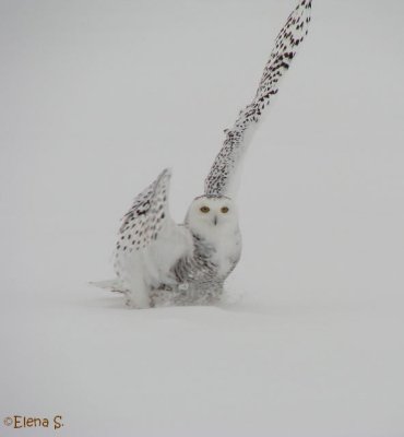 Harfang des neiges/Snowy Owl - 3146