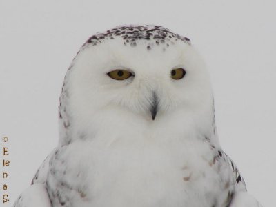 Harfang des neiges/Snowy Owl - 3246