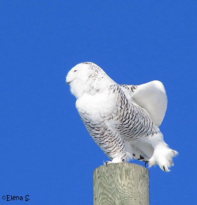  Harfang des neiges/Snowy Owl - 3508