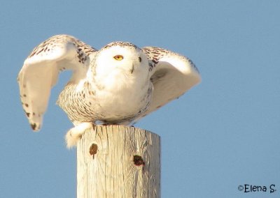 Harfang des neiges/Snowy Owl - 3597