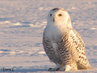 Harfang des neiges/Snowy Owl - 3634