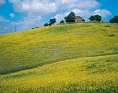 Maremma, coleseed countryside