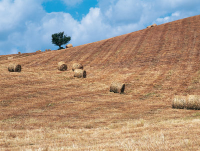 Maremma, harvest