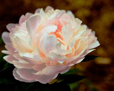 IMGP2865-pastel-rose.jpg