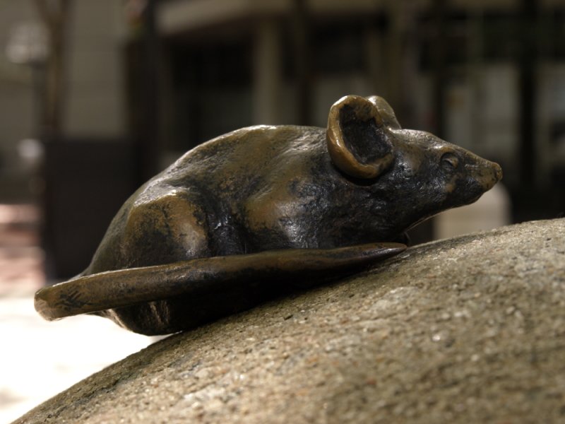 Mouse 2 - view 1