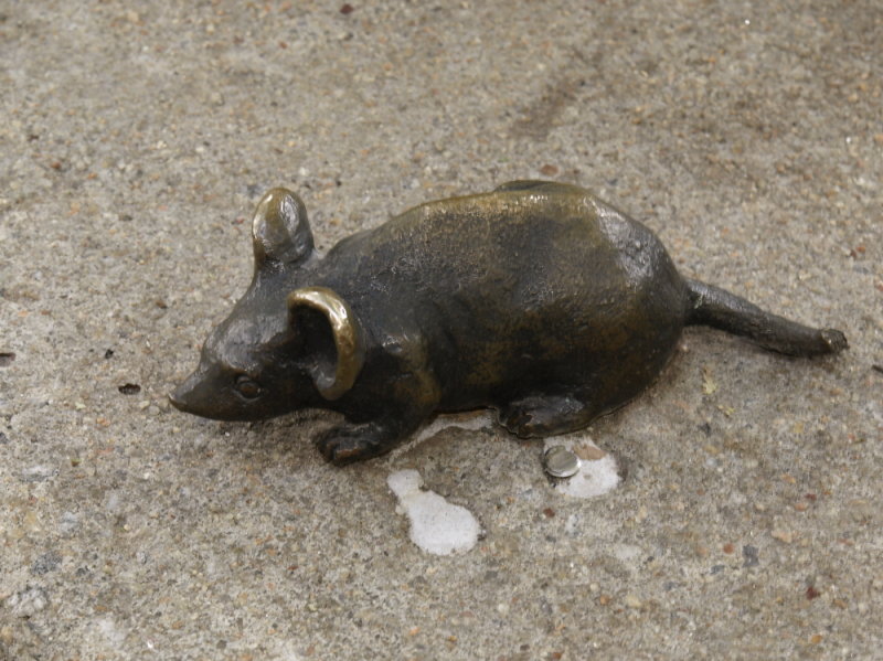 Mouse 6 - view 1. Another broke tail...