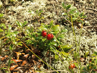 Arctostaphylos uva-ursi (bear berry) growing out in the open on one of the dunes