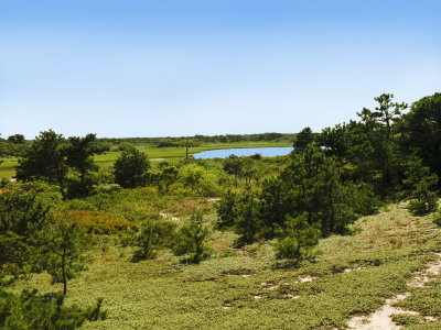 Platanthera pallida site (facing South) looking back toward brackish pool near the ocean