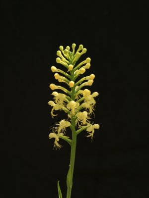 Platanthera pallida  - note lemon yellow color