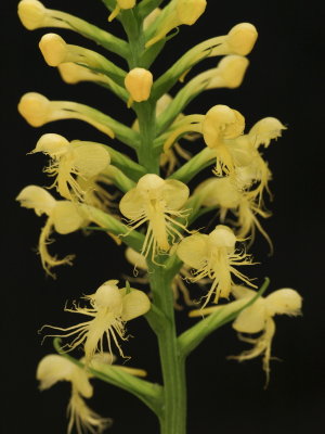 Platanthera pallida - note concave lips curving downward and under