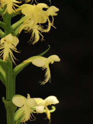 Platanthera pallida