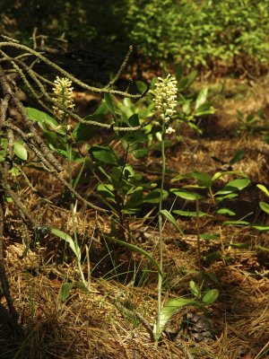 Platanthera pallida growing directly under pitch pine