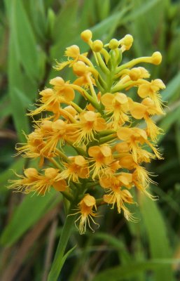 Platanthera cristata from South Carolina - note convex lip curving slightly forward and yellow orange color