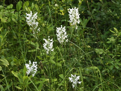 Platanthera blephariglottis