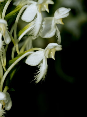 Platanthera blephariglottis