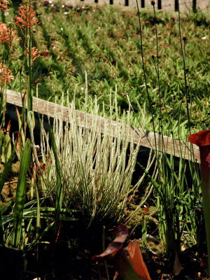 Drosera filiformis var. traceyi - backlit at dawn