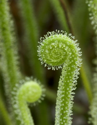 Drosera filiformis var. traceyi