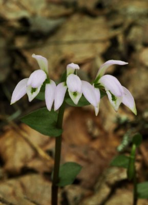 Triphora trianthophora - the classic three-birds orchid