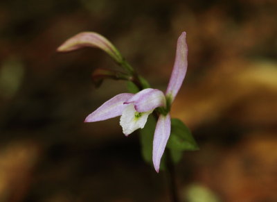 Triphora trianthophora