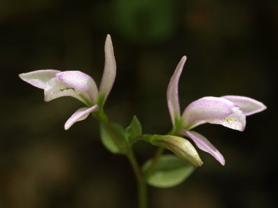 Triphora trianthophora