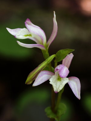 Triphora trianthophora