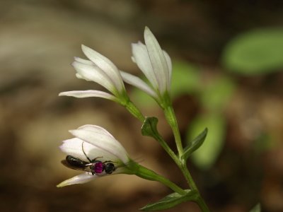 Triphora trianthophora and Halictid bee with a pollinia backpack attached
