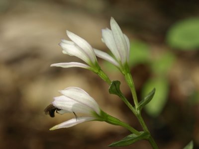 Triphora trianthophora and Halictid bee  entering the flower