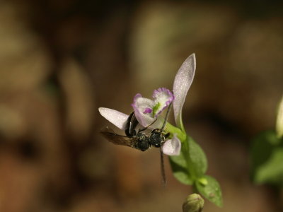 Triphora trianthophora and Halictid bee looking for the way in