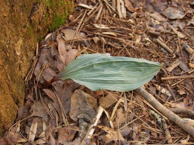 Aplectrum hyemale - another orchid with a winter leaf. It withers away just before the orchid blooms in late spring.