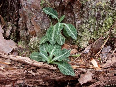 Goodyera pubescens - an evergreen rosette. This orchid blooms in late summer.