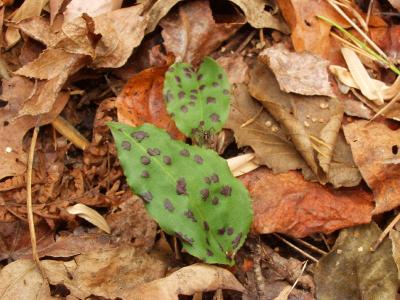 Green Tipularia leaves with large spots