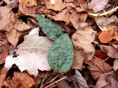 Pair of leaves with small spots