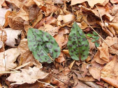 Pair of leaves with large spots