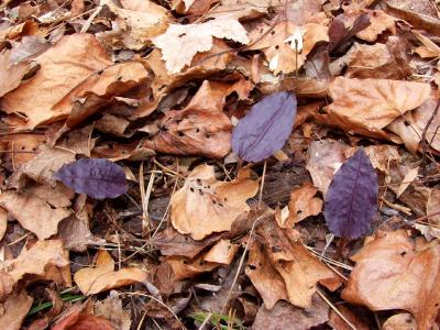 Trio of dark purple leaves - the same color as purple cabbage