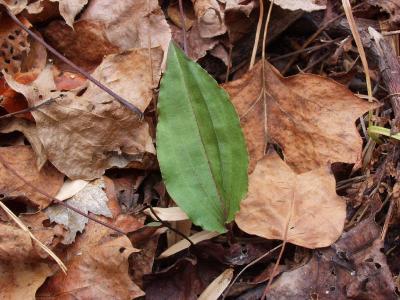 Typical Tipularia leaf - apple green color and no spots