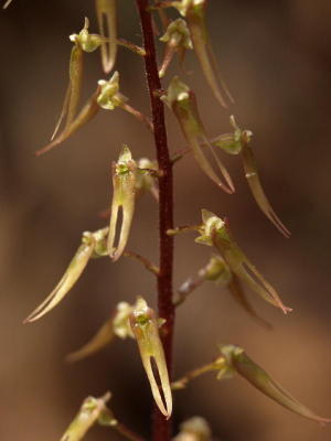 Yellow Listera australis closeup