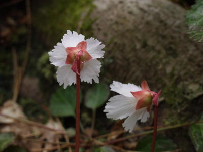 Oconee Bells from behind