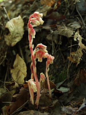 Pinesap (Monotropa hypopithys). Another pipe we have in the upstate of SC. Blooms in the fall.