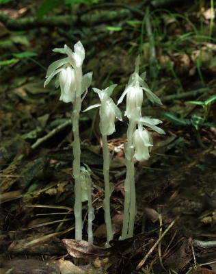 Indian Pipes (Monotropa uniflora). Also, another pipe of upstate SC. Blooms in mid-summer.