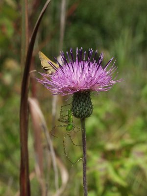 Thistle (Carduus virginianus) with moth on top and lynx spider beneath