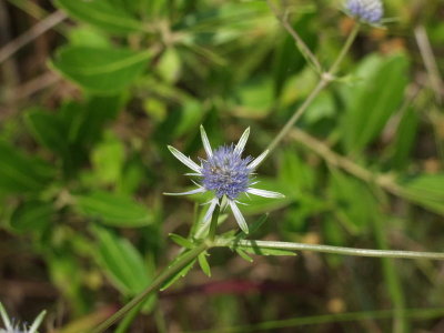 Unknown composite - perhaps, Eryngium integrifolium