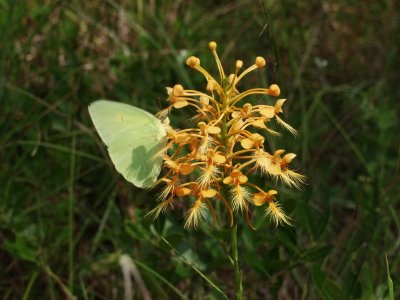 Platanthera ciliaris and Cloudless sulfur butterfly