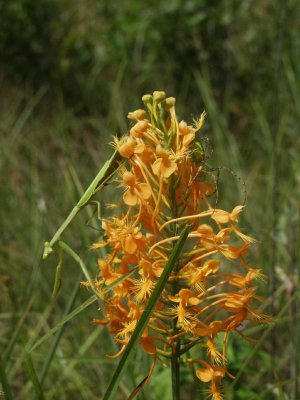Platanthera ciliaris with praying mantis and lynx spider